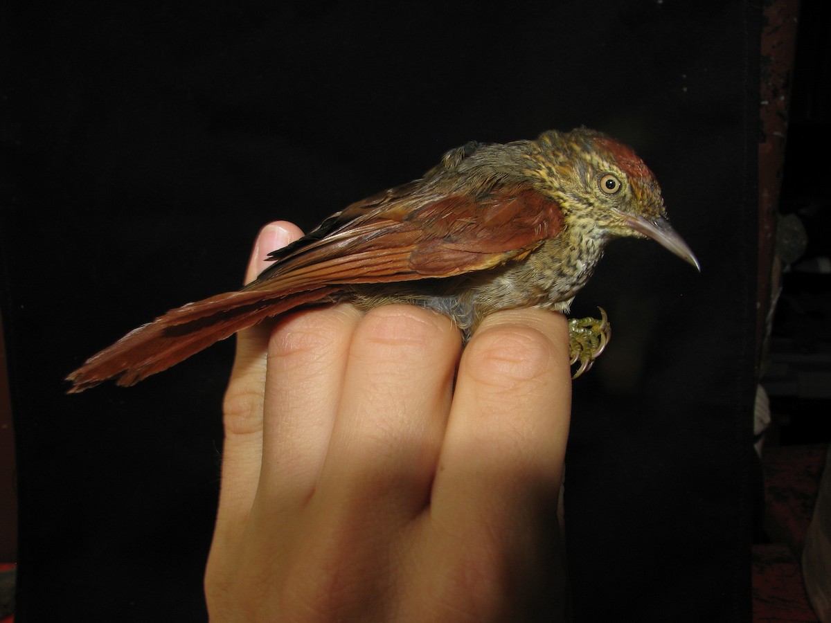 Speckled Spinetail - ML173213011