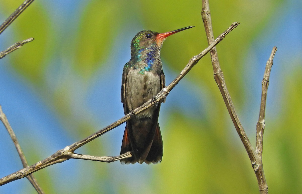 kolibřík savanový - ML173213151