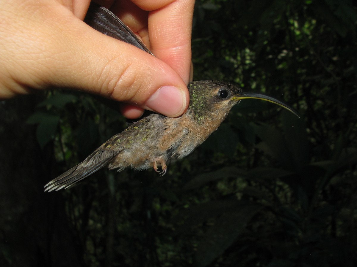 Rufous-breasted Hermit - ML173213261