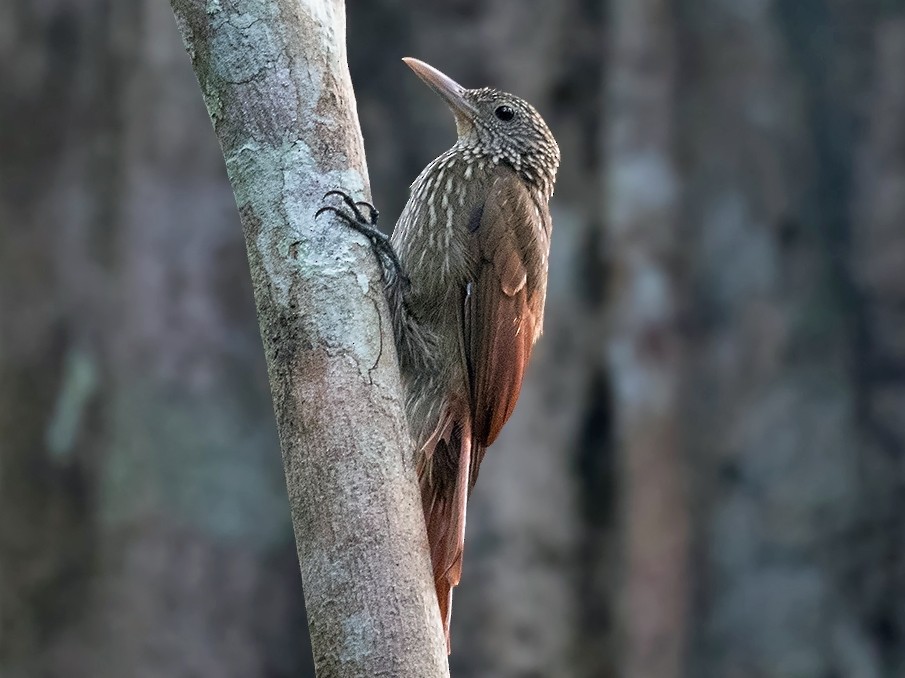 Striped Woodcreeper - Alexandre Gualhanone