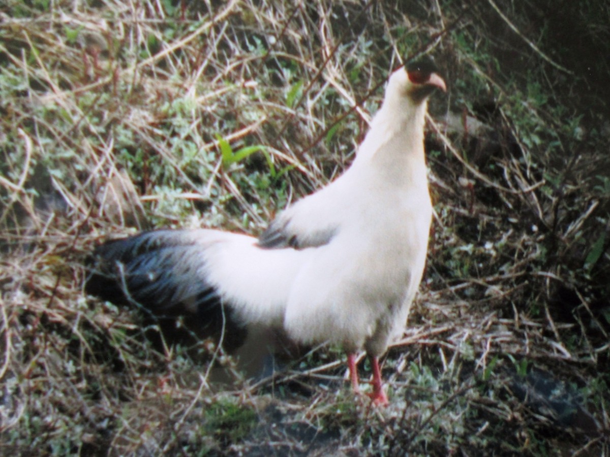 White Eared-Pheasant - John Drummond
