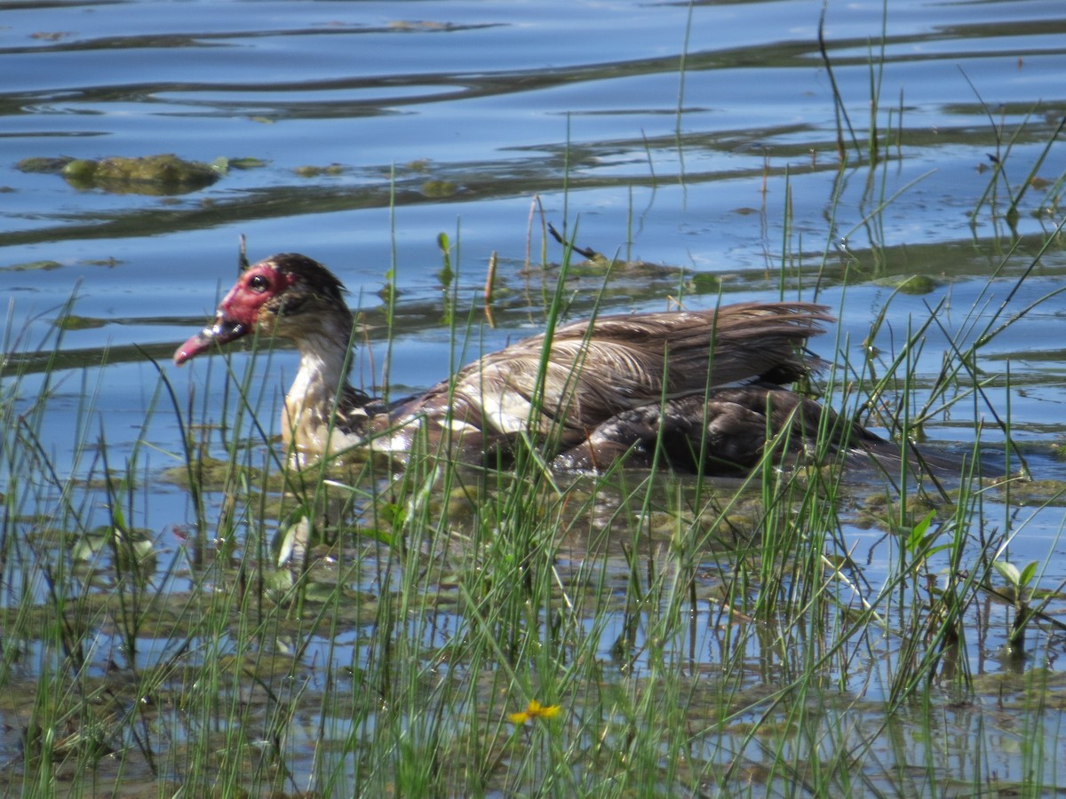 Muscovy Duck (Domestic type) - Chandler Sonafrank
