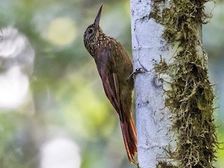  - Ocellated Woodcreeper (Tschudi's)