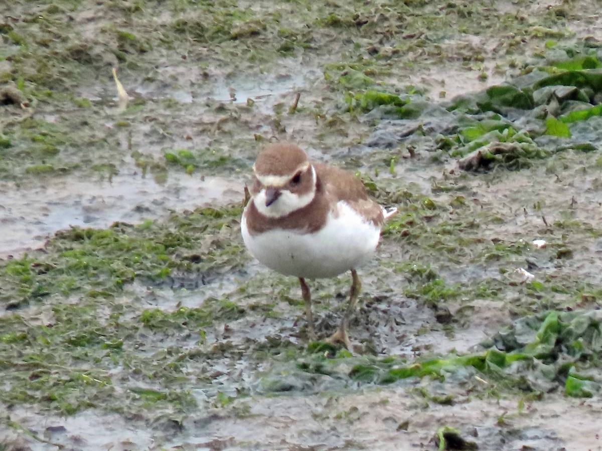 Semipalmated Plover - ML173219401