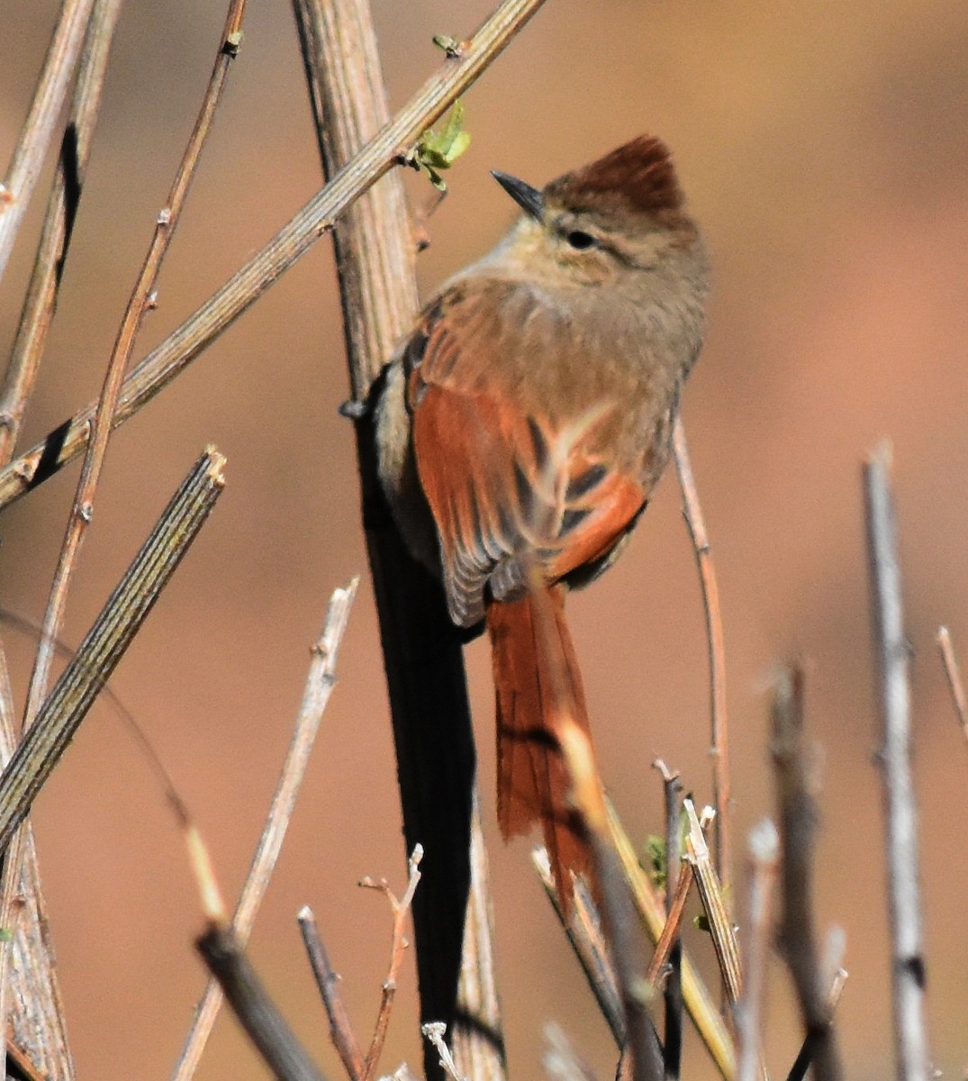 Brown-capped Tit-Spinetail - andres ebel
