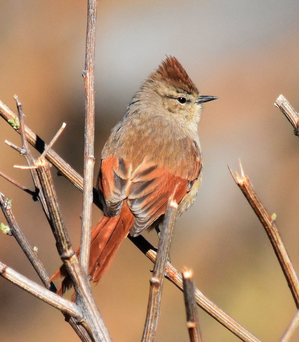 Brown-capped Tit-Spinetail - ML173221381