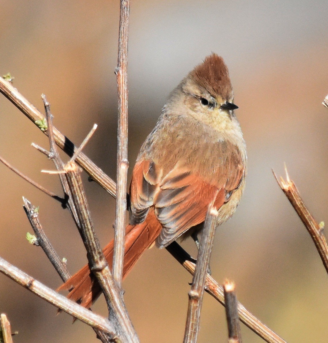 Brown-capped Tit-Spinetail - andres ebel