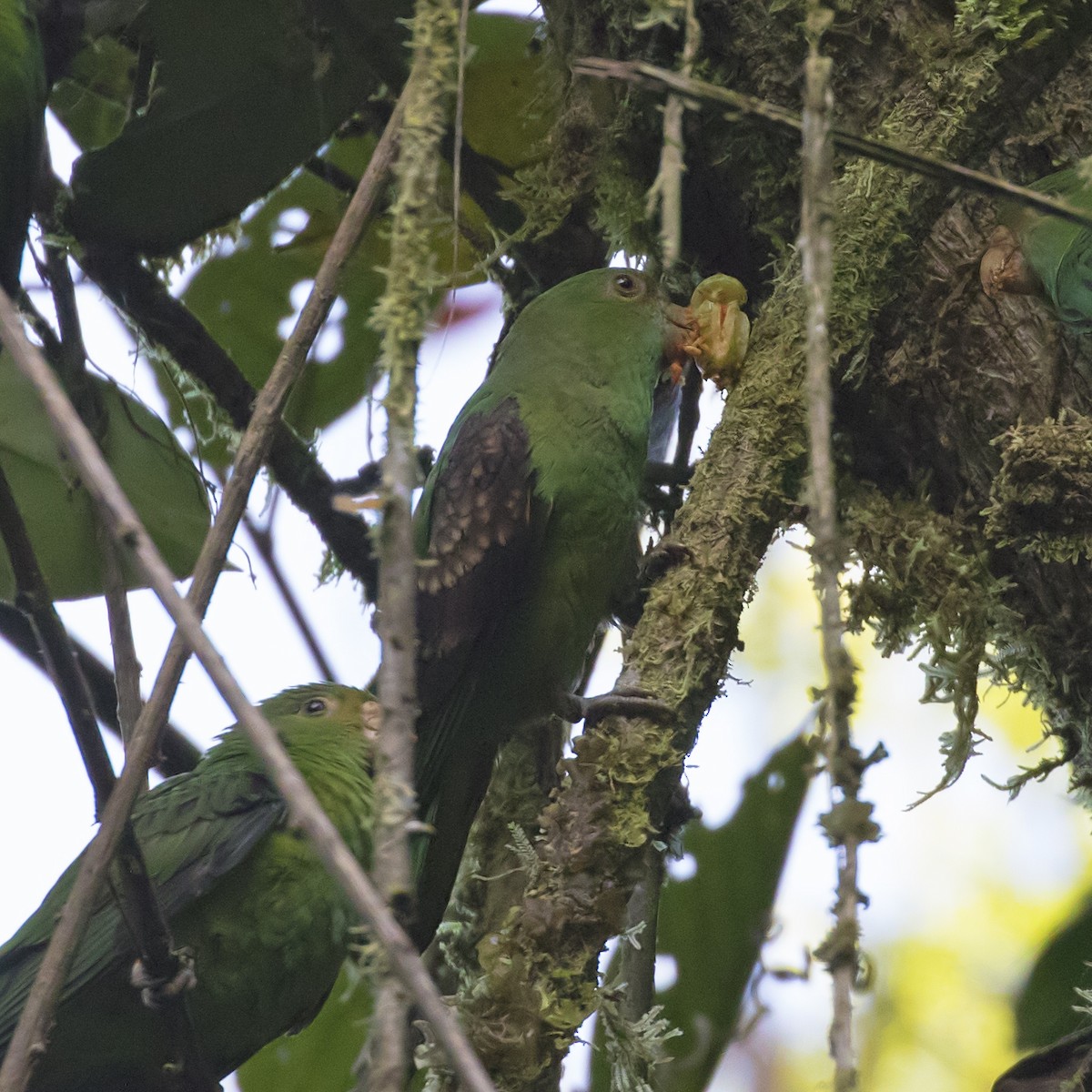 Spot-winged Parrotlet - Vayun Tiwari