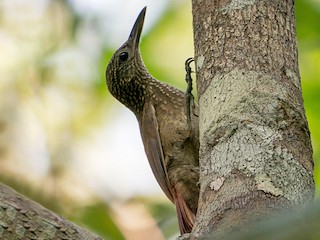  - Elegant Woodcreeper