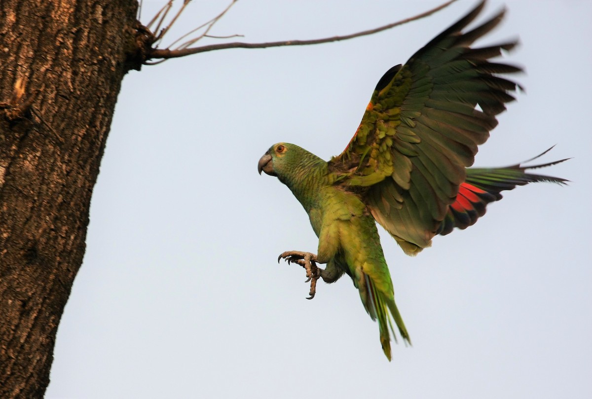 Turquoise-fronted Parrot - ML173225511