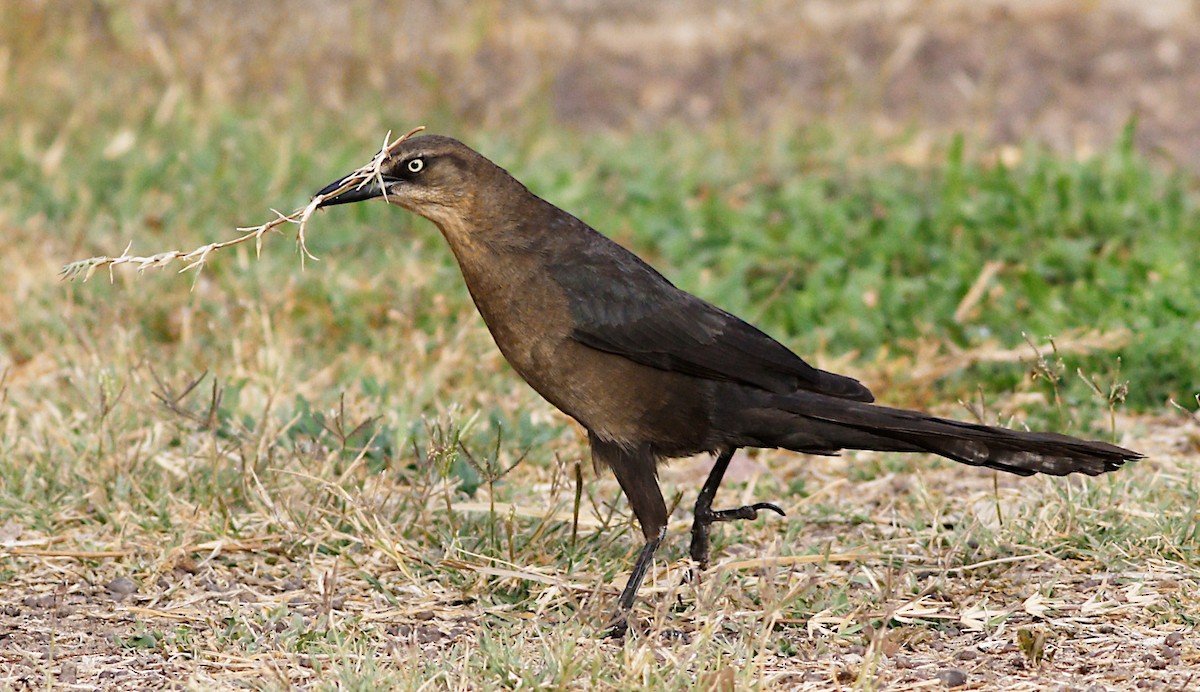 Great-tailed Grackle - Gary Jarvis