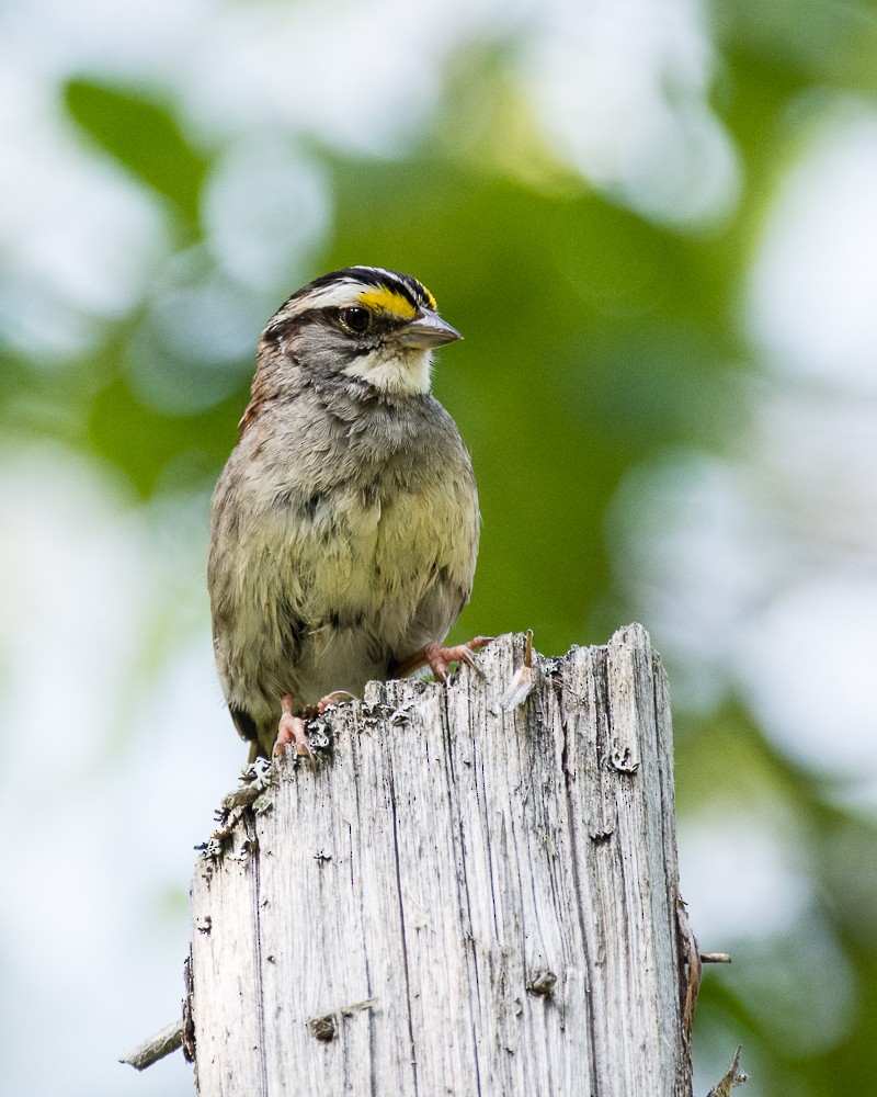 White-throated Sparrow - ML173228731