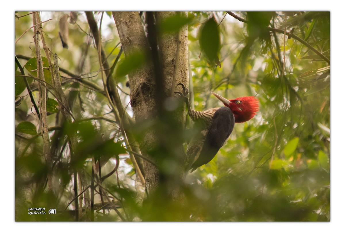 Robust Woodpecker - Facundo Quintela