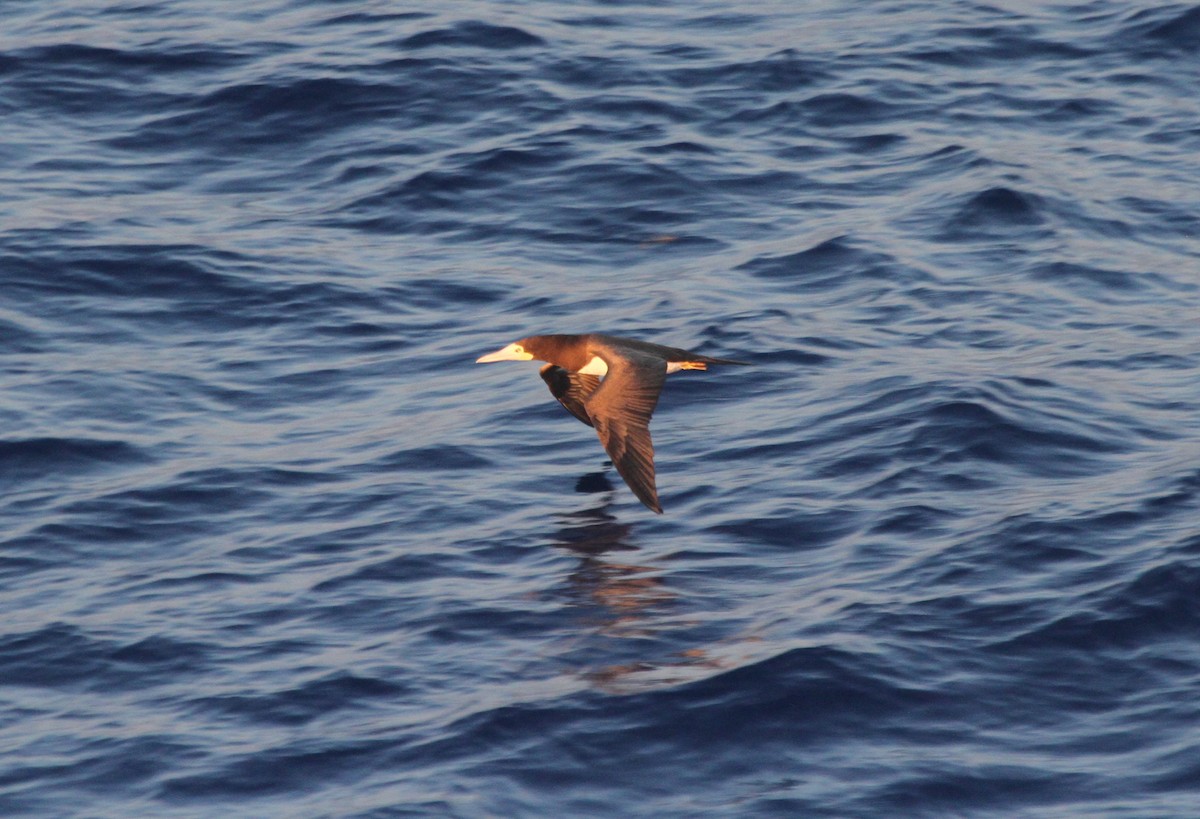 Brown Booby - ML173236041
