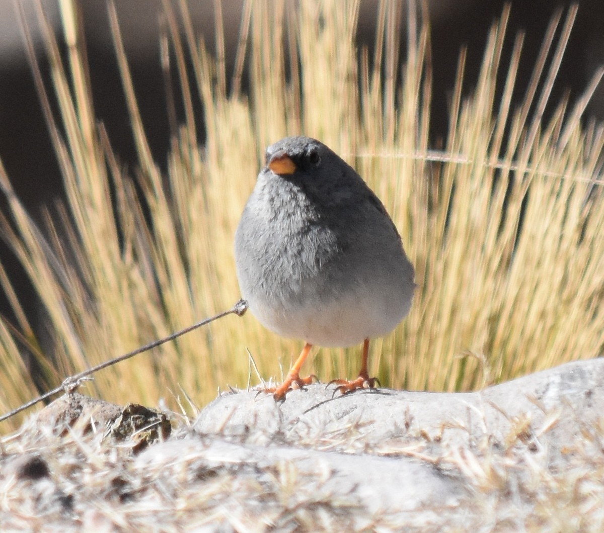 Band-tailed Sierra Finch - andres ebel