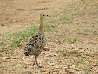 Red-winged Tinamou, ML173240961