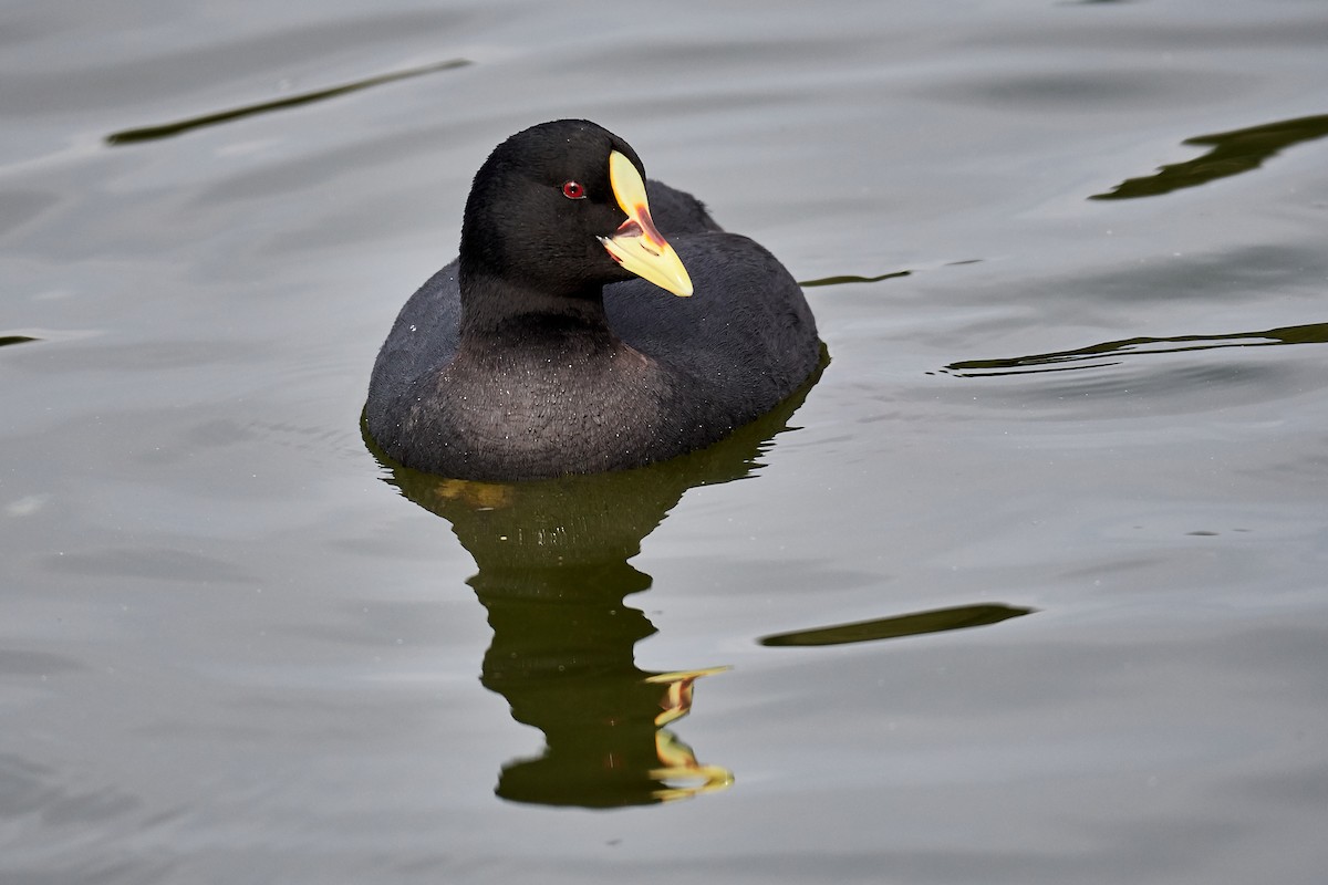 Red-gartered Coot - ML173241321