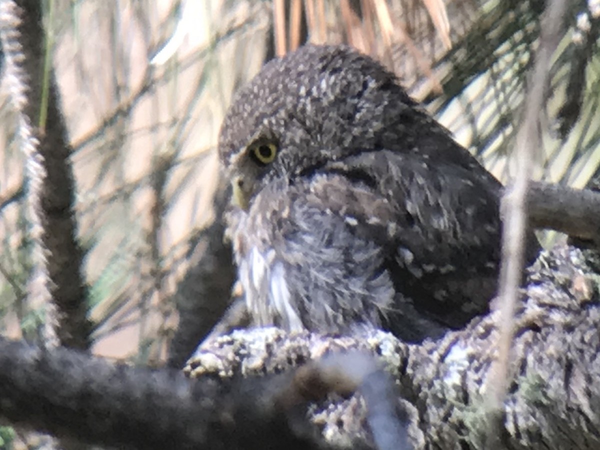 Northern Pygmy-Owl (Mountain) - ML173243441