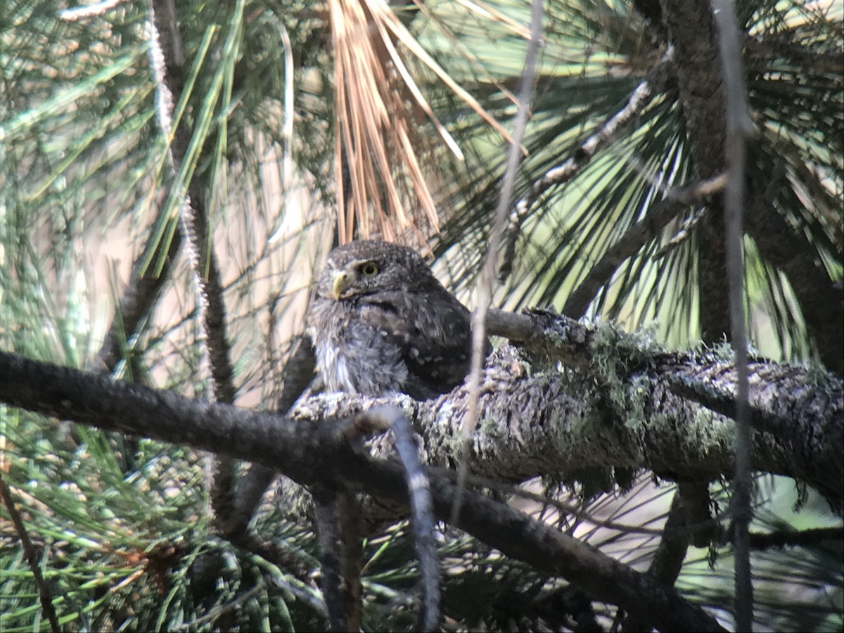 Northern Pygmy-Owl (Mountain) - ML173243471