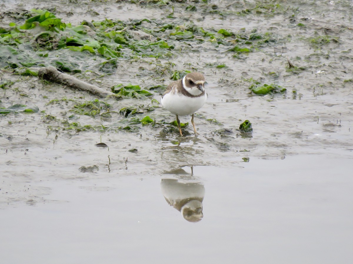 Semipalmated Plover - ML173245251