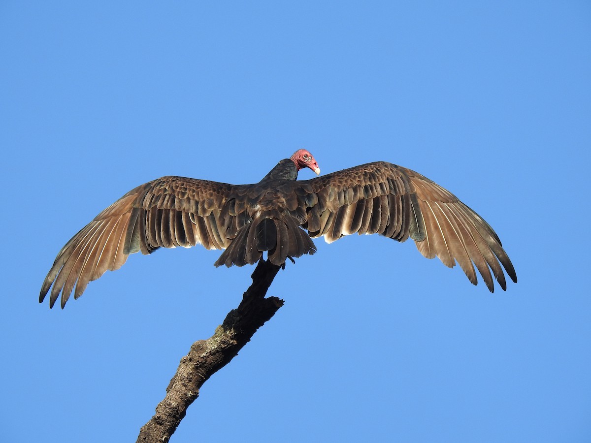 Turkey Vulture - Heidi  Viteri