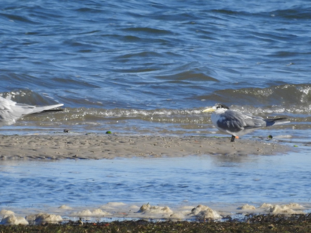 Great Crested Tern - ML173245601