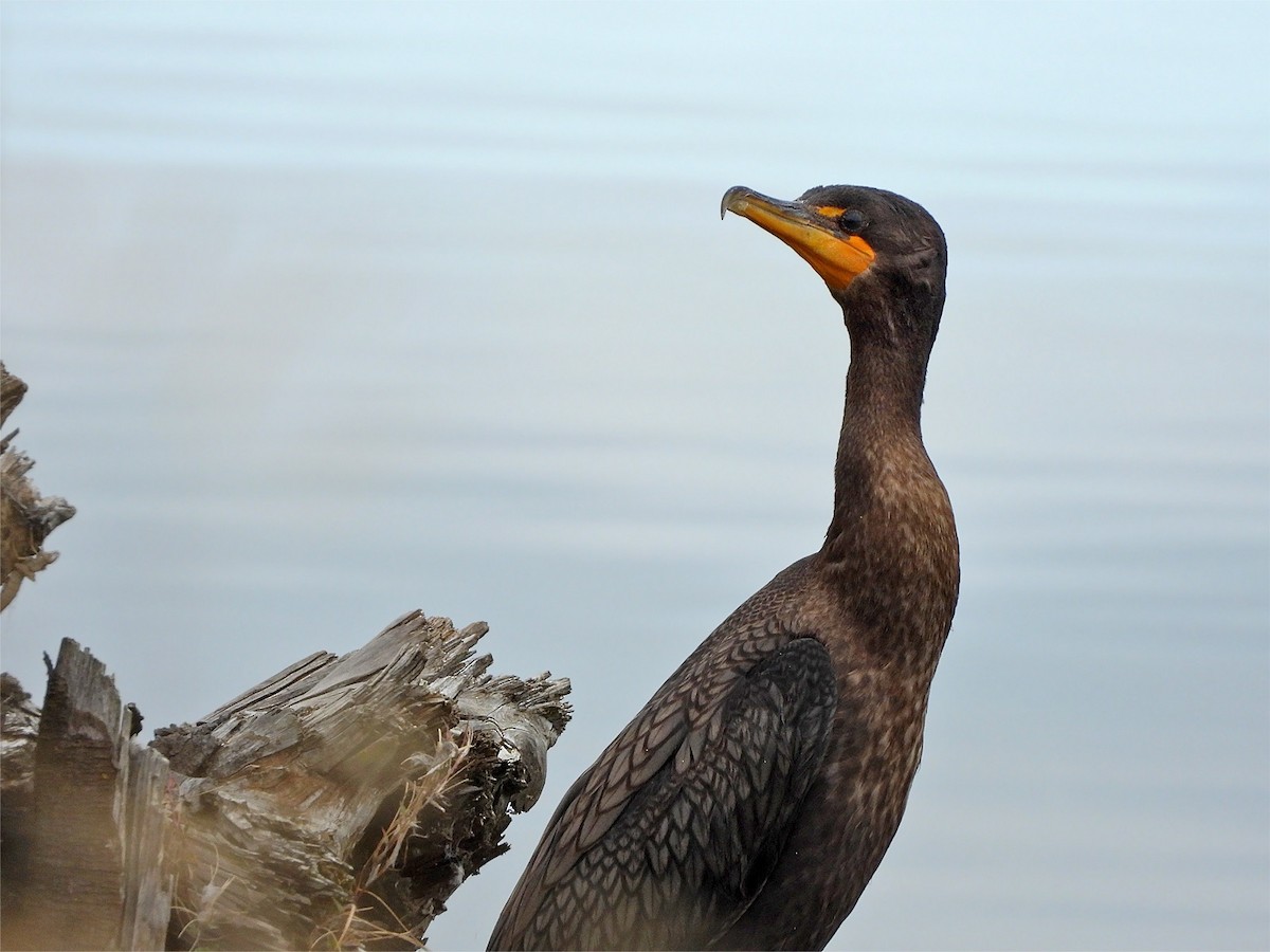 Double-crested Cormorant - Andrew Ray