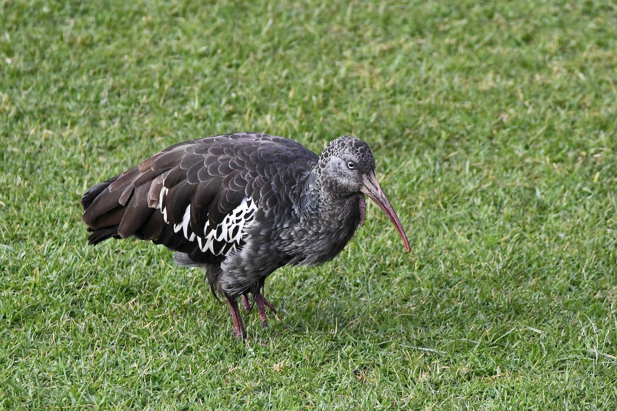 ibis etiopský - ML173254561