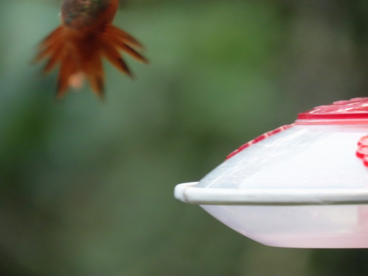 Allen's Hummingbird - ML173257101