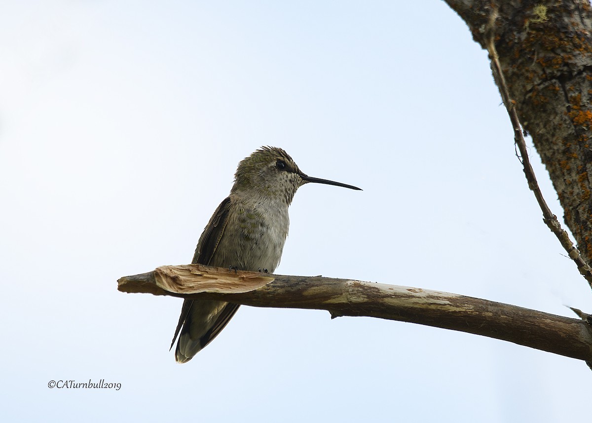 Anna's Hummingbird - ML173257451