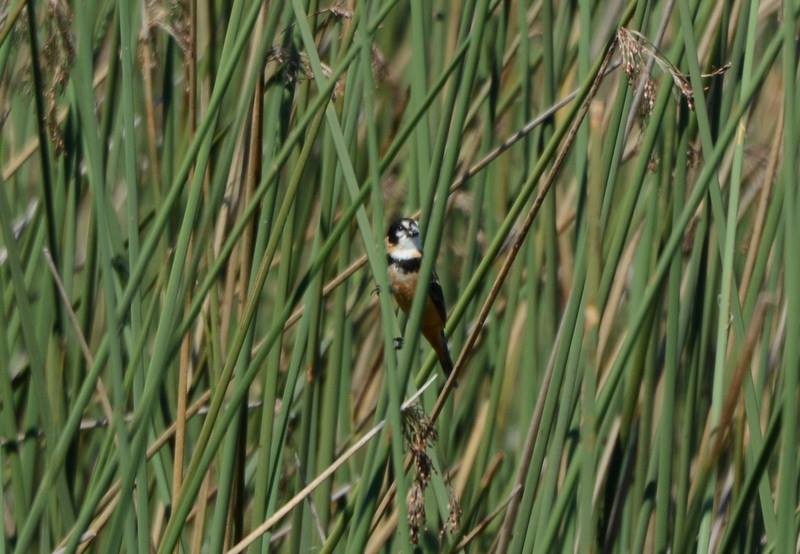 Rusty-collared Seedeater - ML173258911
