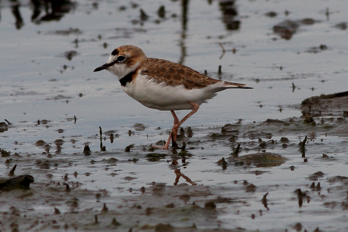 Collared Plover - ML173259051