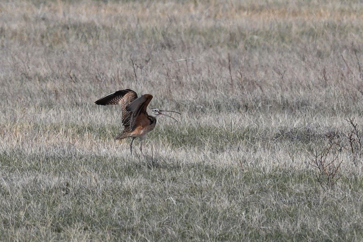 Long-billed Curlew - ML173260321