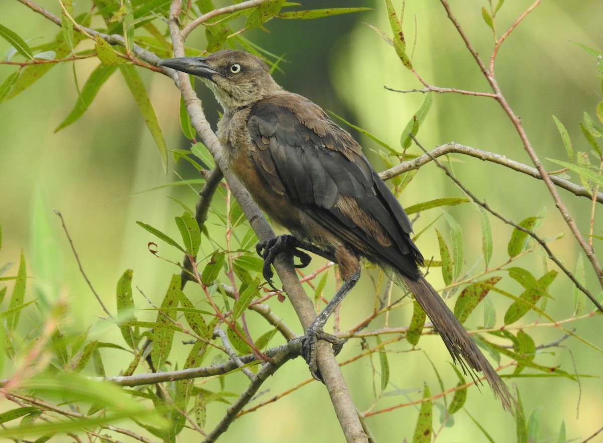 Great-tailed Grackle - ML173262681