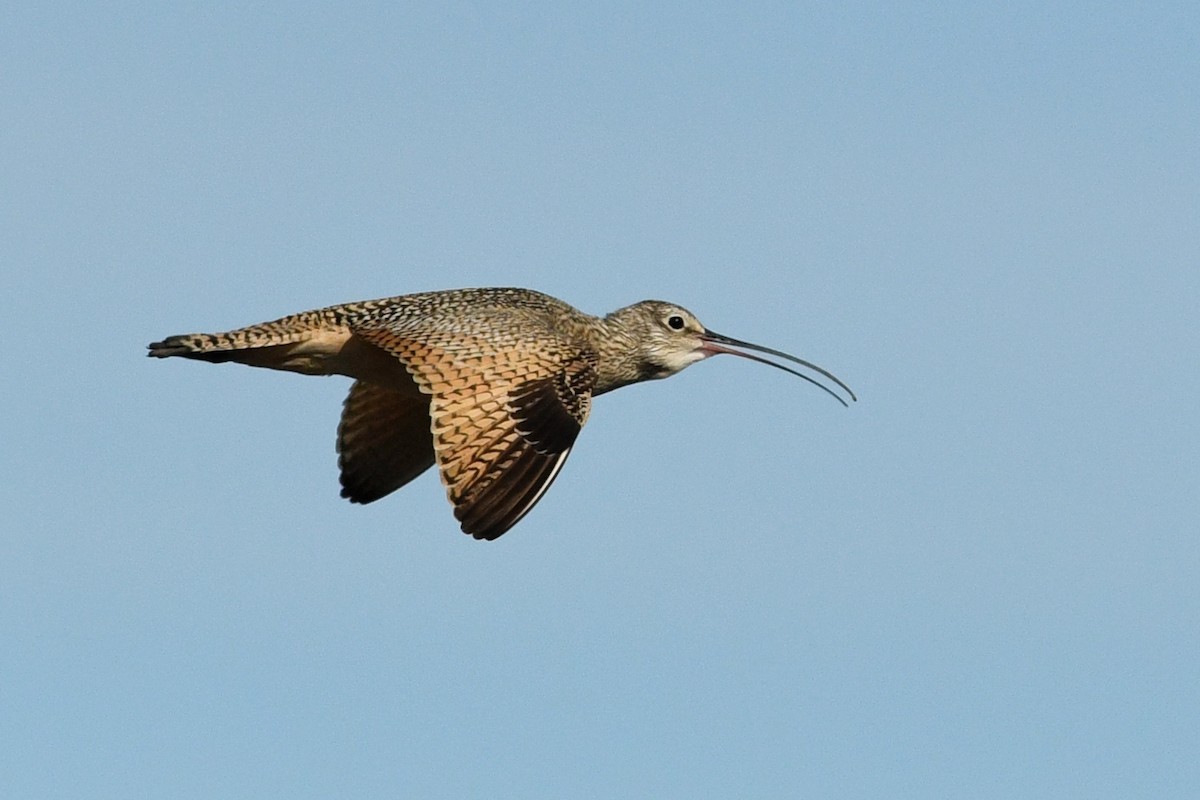 Long-billed Curlew - ML173265501