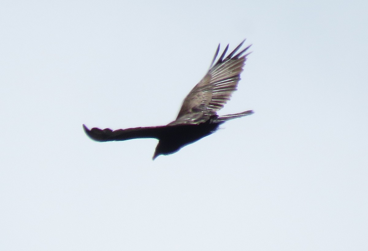 Turkey Vulture - ML173265521