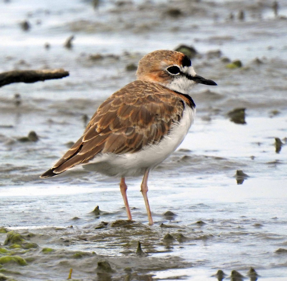 Collared Plover - ML173266231