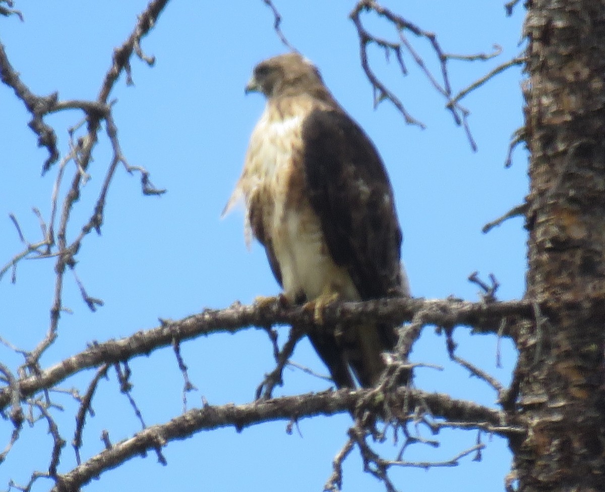 Red-tailed Hawk - ML173266451