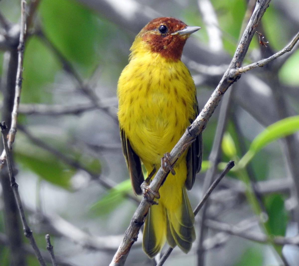 Yellow Warbler (Mangrove) - ML173267801