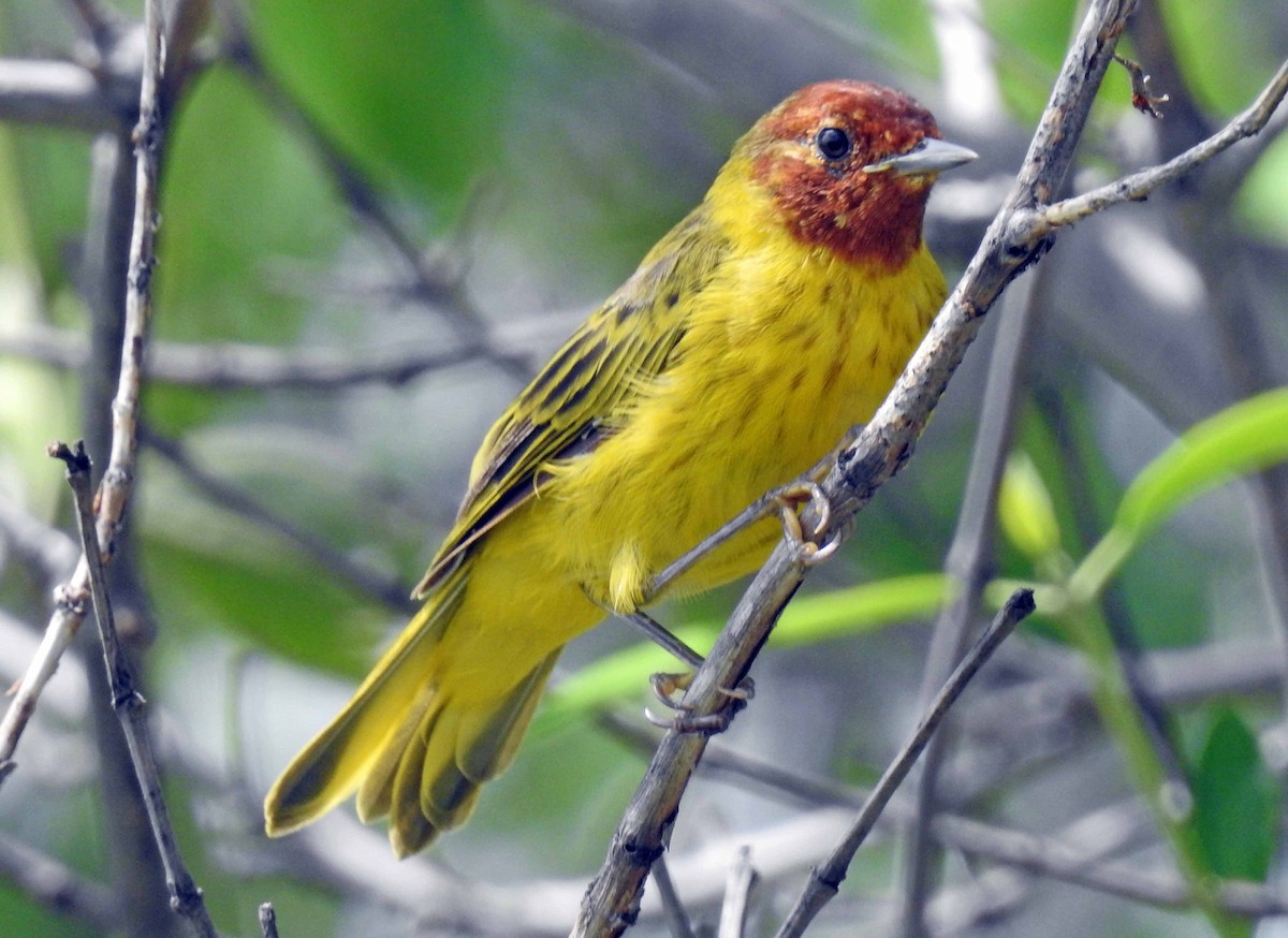 Yellow Warbler (Mangrove) - ML173267841