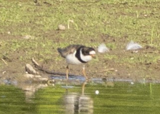 Semipalmated Plover - ML173269561