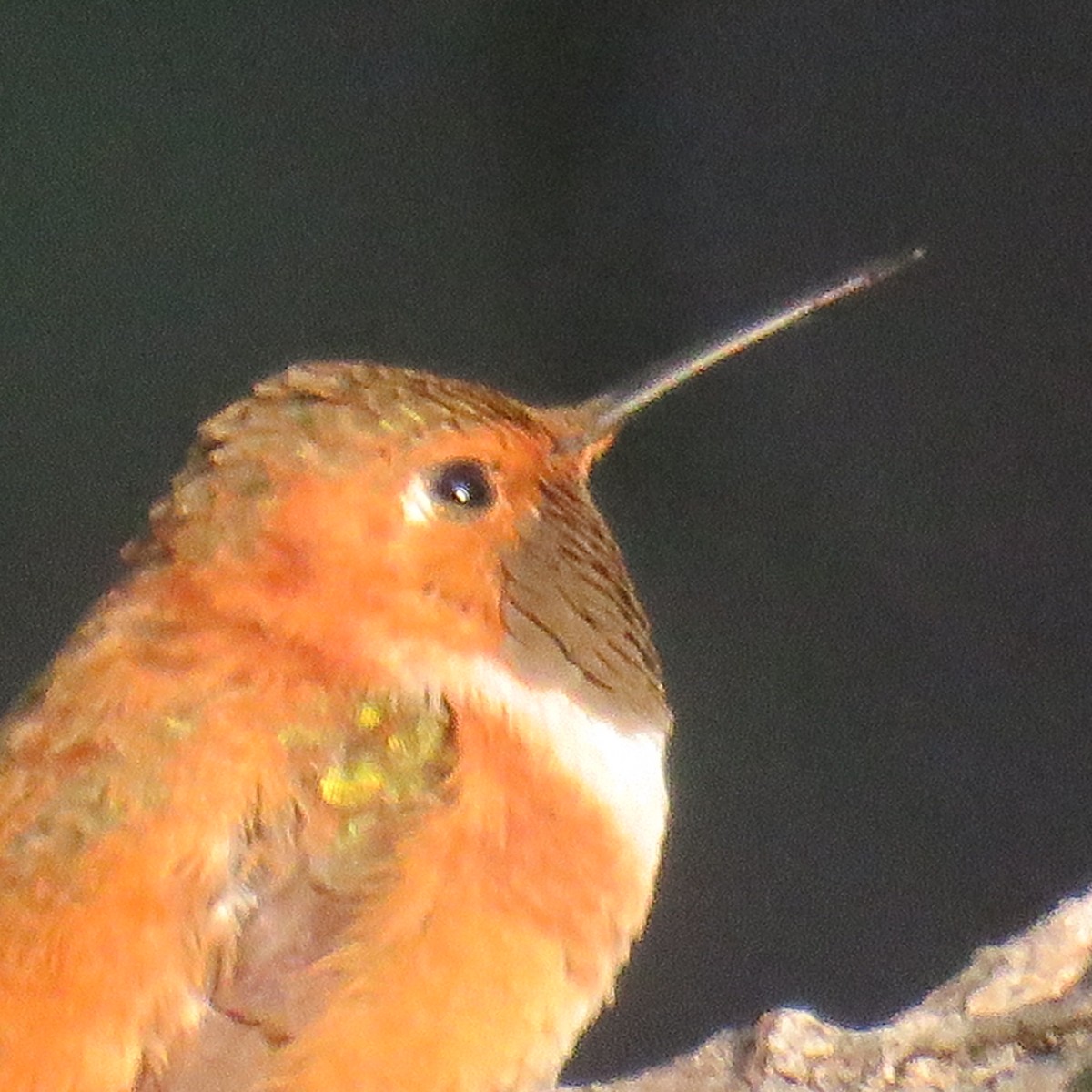 Rufous Hummingbird - Laura Wilson