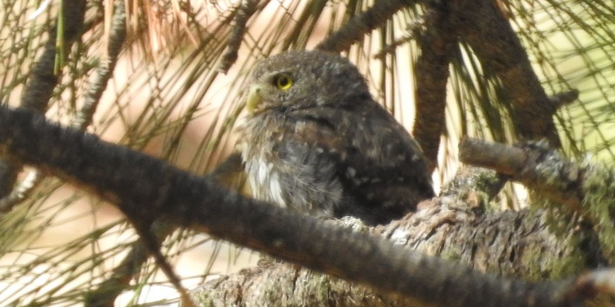 Northern Pygmy-Owl (Mountain) - ML173278621