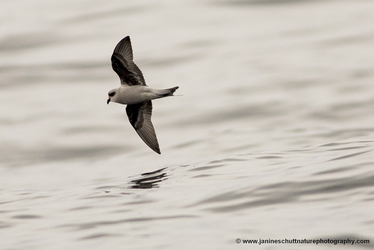 Fork-tailed Storm-Petrel - ML173292231