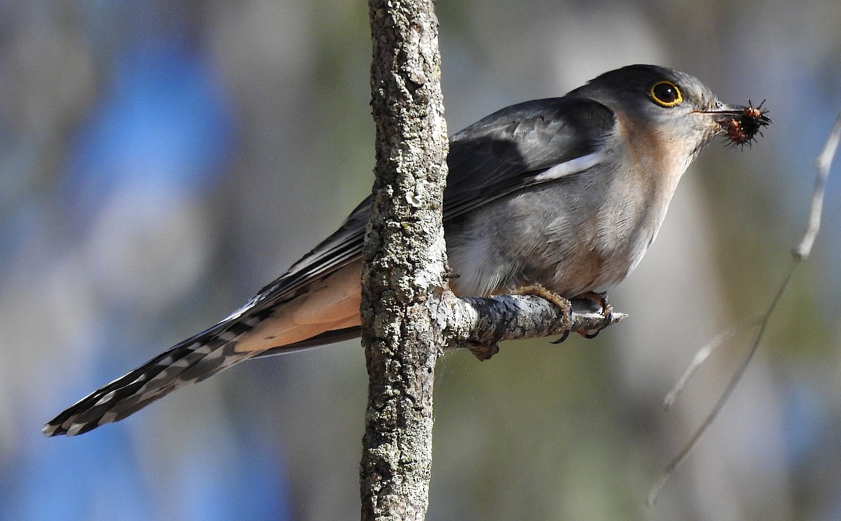 Fan-tailed Cuckoo - Niel Bruce