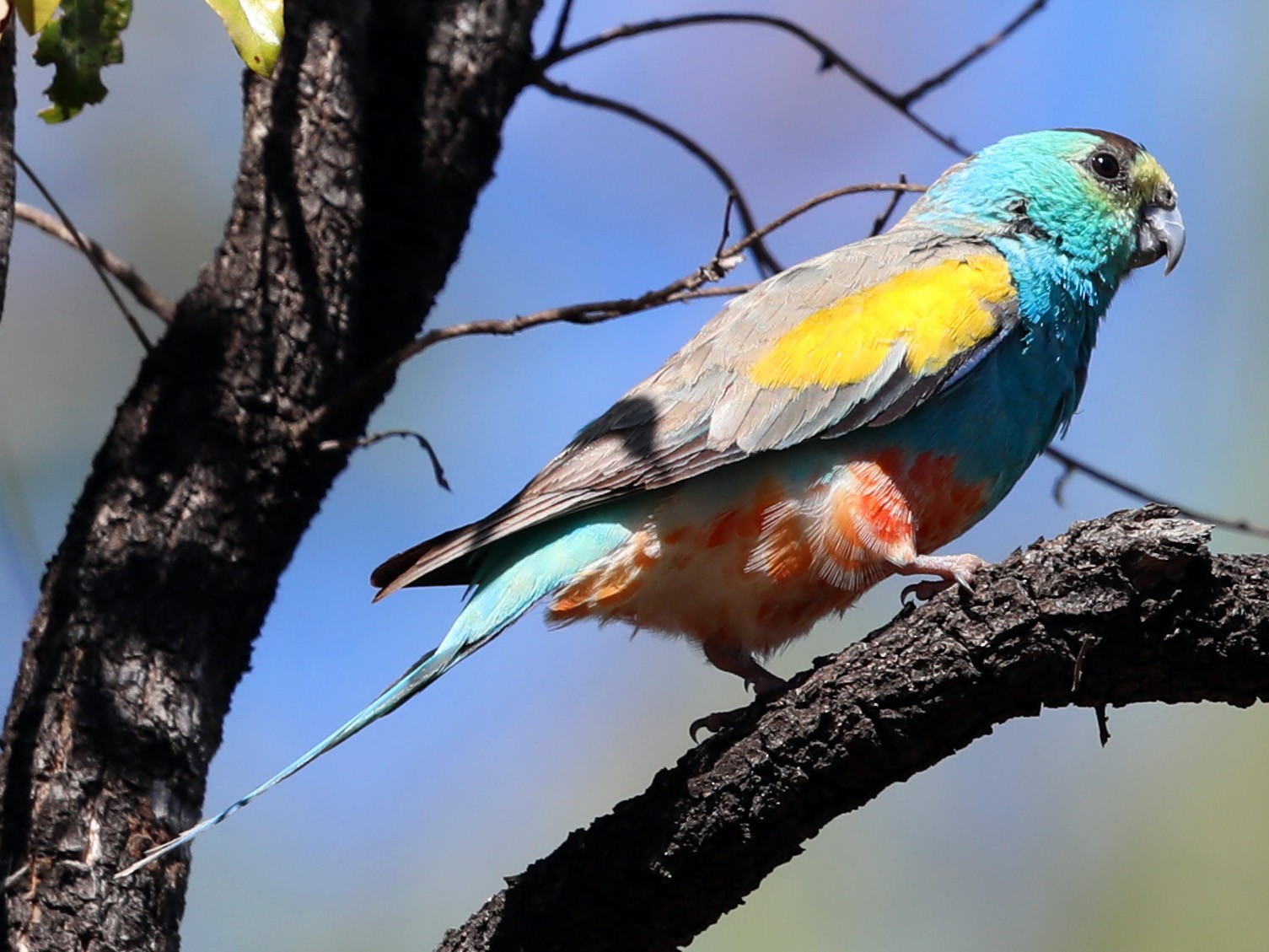 Golden-shouldered Parrot - Doug Herrington || Birdwatching Tropical Australia Tours