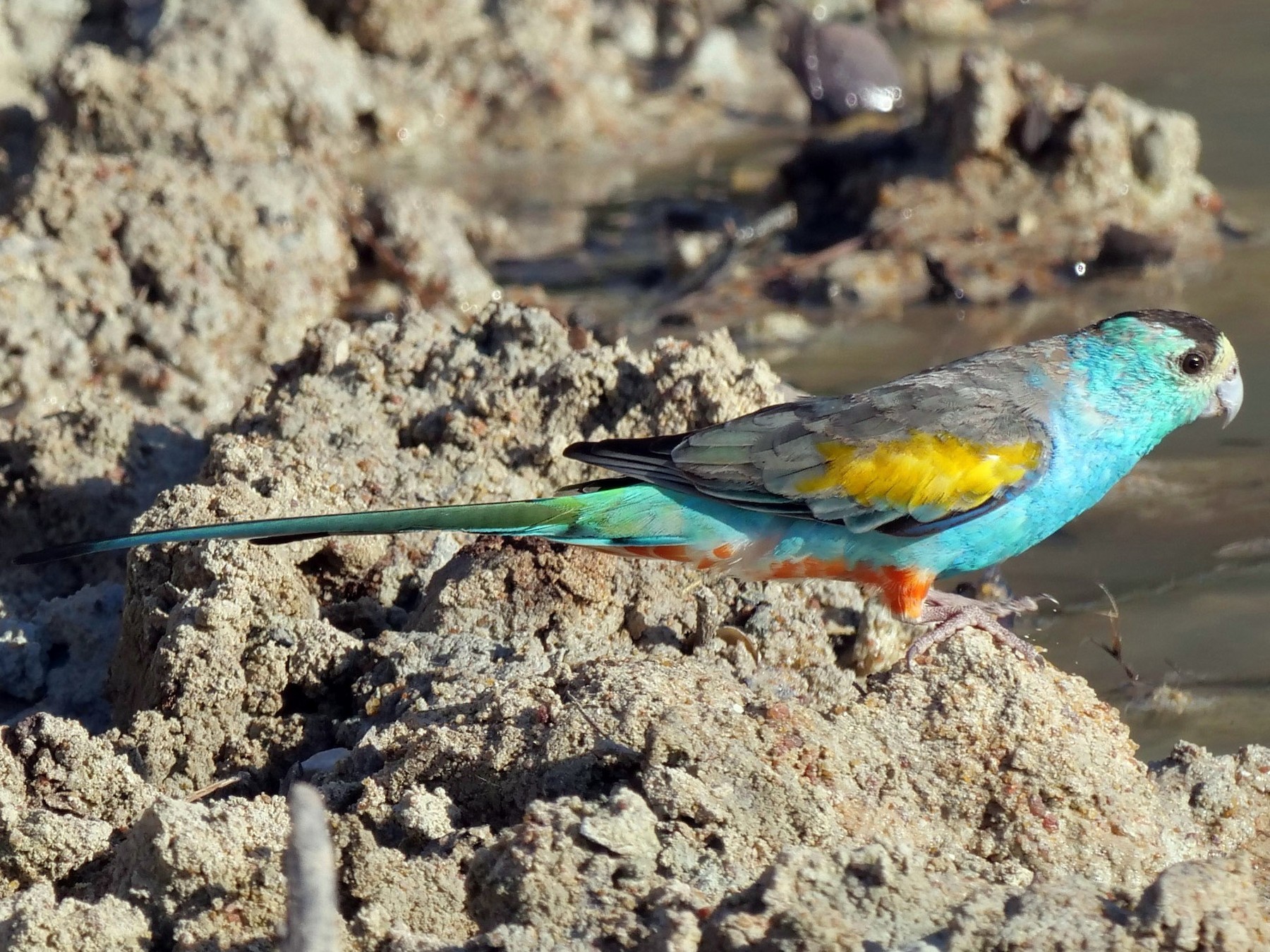 Golden-shouldered Parrot - Neil Broekhuizen