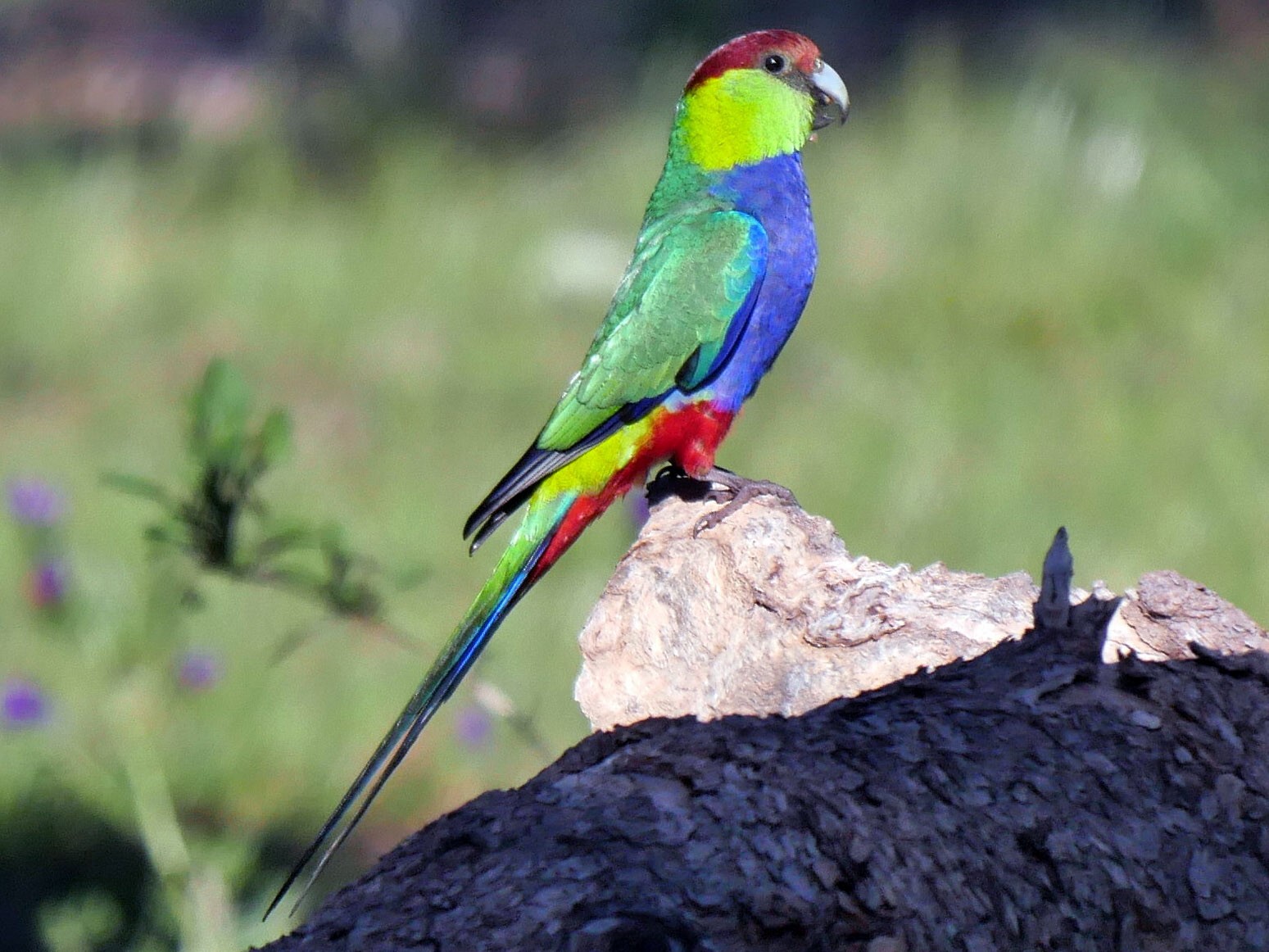 Red-capped Parrot - Peter Lowe