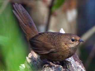  - Rufous Scrub-bird