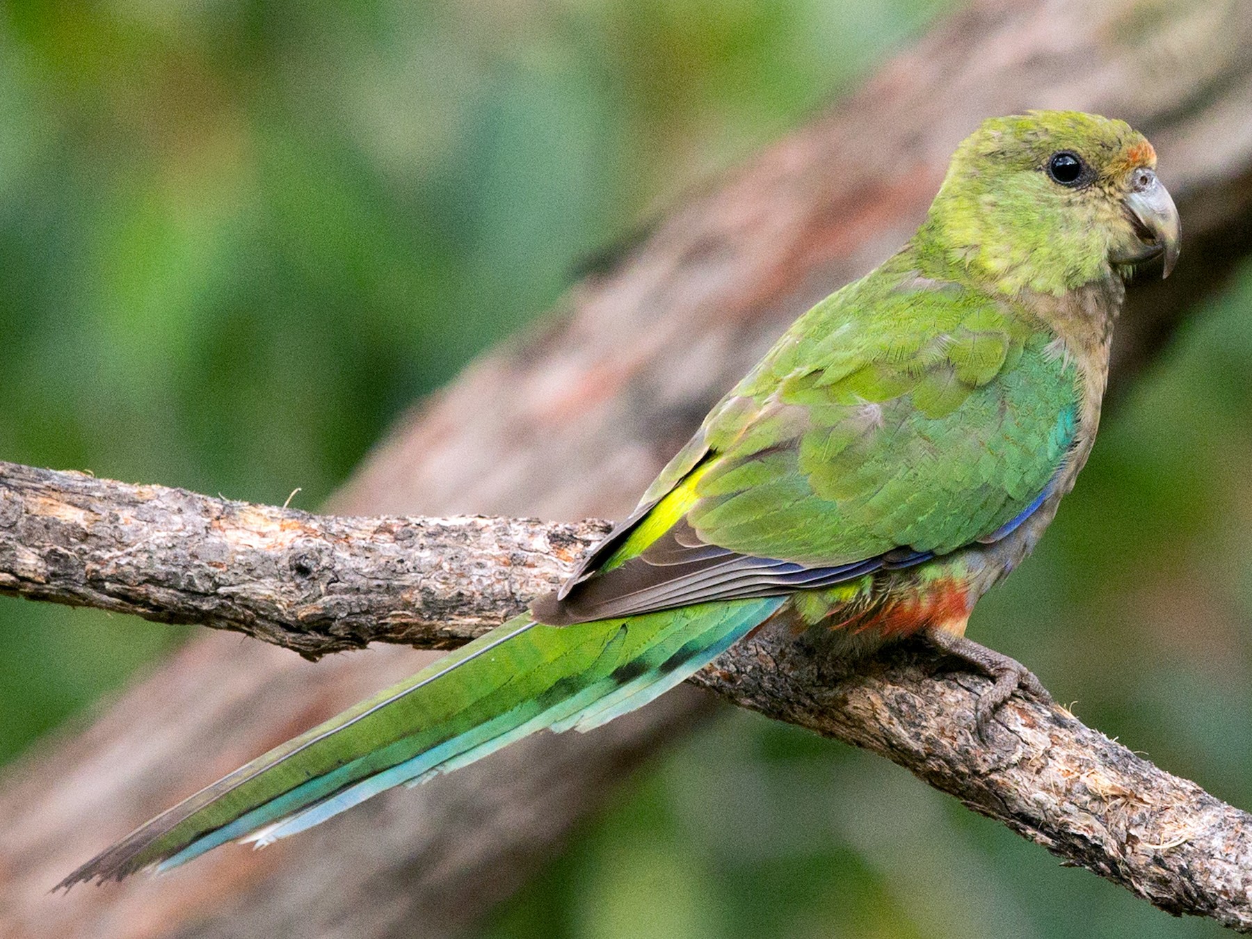 Red-capped Parrot - David Irving